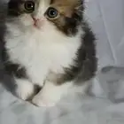 للبيع سكوتش فولد لونق هير