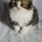 للبيع سكوتش فولد لونق هير