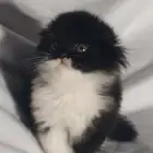 للبيع سكوتش لونق هير