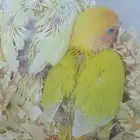 فروخ روز