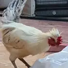 ديوك للبيع