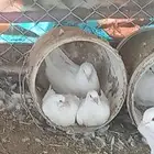 خميس مشيط وادى بن هشبل