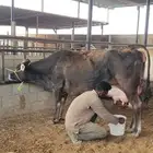 بقره جيرسي منتج اليوم منيحت بيت بقره