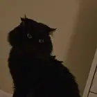 اعلان ضياع قط اسود شيرازي