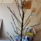 شجره مضيئه