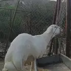 مشروع فحل صنف نادر