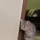 قط امريكي
