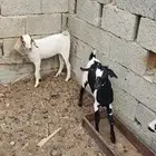 عنز تحتها اثنين تم البيع