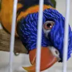 ببغاء لوري نظيف