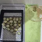 للبيع قفص كبير اخو الجديد