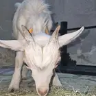 تيس قزم للبيع