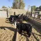 مراح ماعز عوارض 10 روس مع فحلها