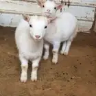 للبيع ماعز قزم امهات مستويات