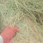 بلابنك للبيع ومخلوط بلابنك