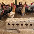 دجاج بلدي خاص