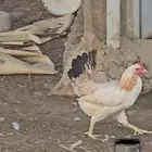 دجاج بلدي أشكال والوان مميزه