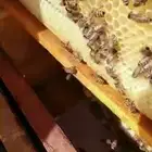 بيع خلايا حديثة نحل بفاتورة ضريبية