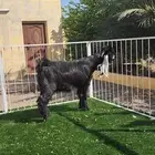 فحل عارضي صنف