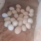 دجاج بلدي بياض مع الفقاسه