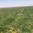 للبيع حصيدة محوري مزروع شمام للغنم