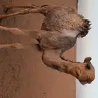 قعود للبيع