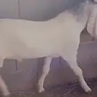 تيوس للبيع