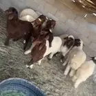 ارخال نعيم ضحايا