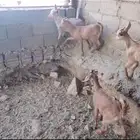 تيوس وعناق