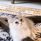 قط بيرشن هاف بيكي فيس