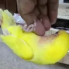 روز لاتينو