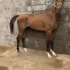 للبيع حصان طربب وكفو