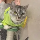 قط شيرازي ذكر معقم ومطعم وصندوق فضلات اوتوماتيكي