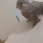 كروان كوكتيل للبيع