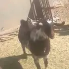 تيس فحل أجم