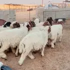 للبيع بهم نعيم طيب وفاخر