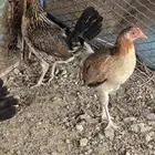 فروخ ديوك بلدي