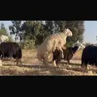 خاروف نجدي شرط  القريع