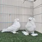 جوز بخارى مستوى فاااخر ماشاءالله