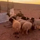 طليان وتيوس شحم بريه نظيفه
