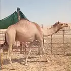 الجبيل قعود للبيع السعر 4500 التواصل واتساب