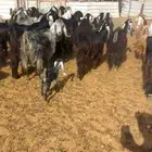 ماعز عوارض ومصريات صنف مواليد ودفيع