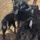 تيوس وجفار للبيع