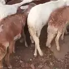 سواكني ابيض و احمر