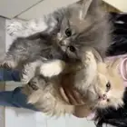قطط صغيره شيرازي