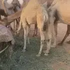 قعدان سمان قصب