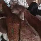 طليان صافية سواكنية