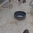فحل هجين الوعل