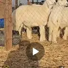 مشروع فحل تم البيع