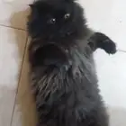 قط شيرازي للتبني