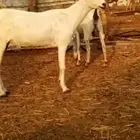 مشروع تيس اعفر